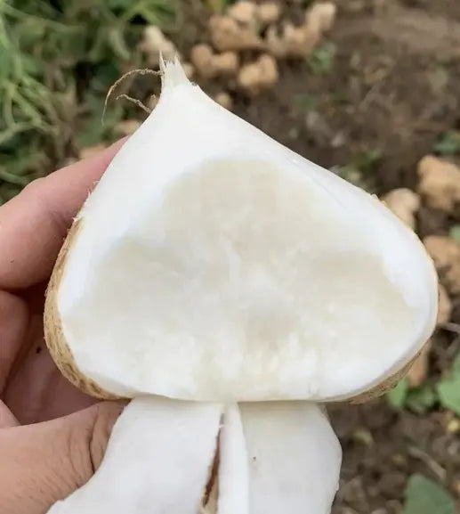 Jicama Seeds | Grow Your Own Sweet, Crisp, Refreshing Root Vegetable — Right From Your Garden-A